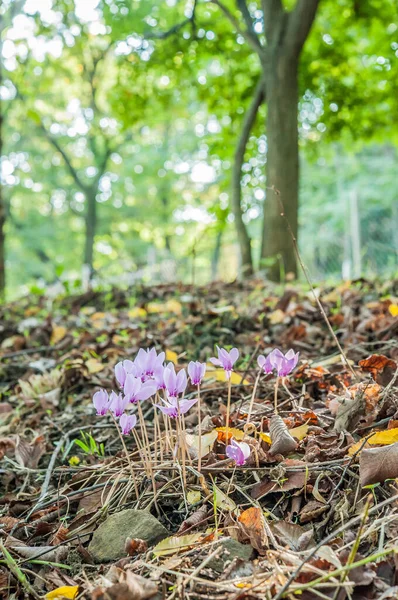 Wiosenne Kwitnienie Cyklamenów Zielonym Lesie — Zdjęcie stockowe
