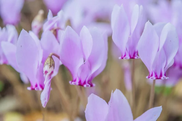 Spring Flowering Cyclamens Close — Stock Photo, Image