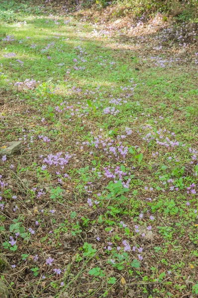 Wiosenne Kwitnienie Cyklamenów Zielonym Lesie — Zdjęcie stockowe