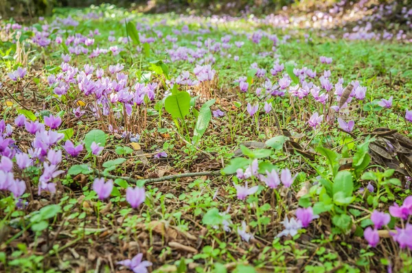 Spring Flowering Cyclamens Green Forest — Stock Photo, Image