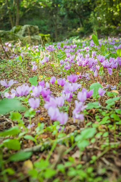 春の緑の森でのシクラメンの開花 — ストック写真