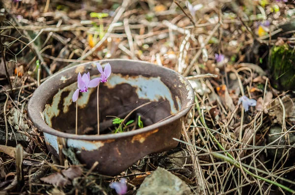 Närbild Våren Blomning Cyklaminer — Stockfoto