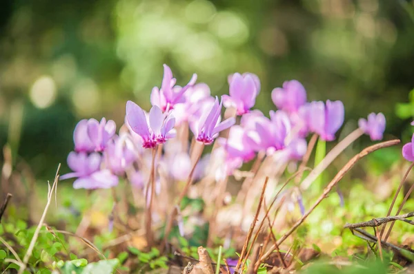 Stock image spring flowering of cyclamens, close up