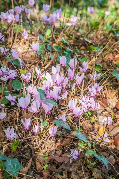 サイクロンの春の開花が終わり — ストック写真