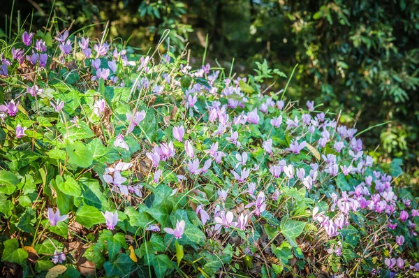 Floración Primaveral Ciclamens Primer Plano — Foto de Stock