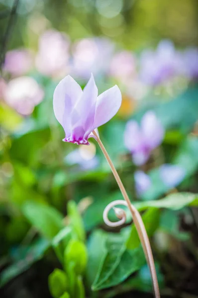 Close Spring Flowering Cyclamens — Stock Photo, Image