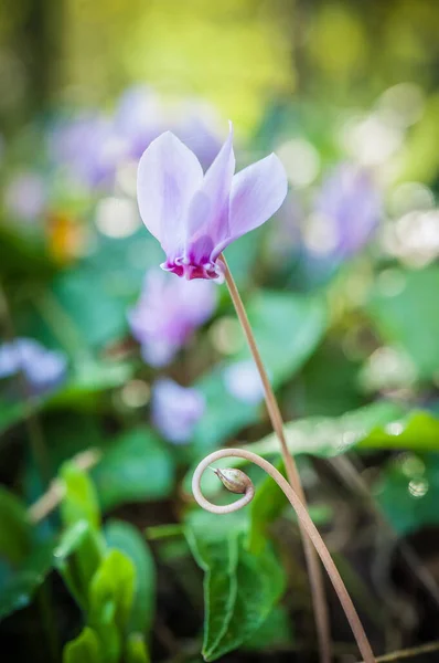 Närbild Våren Blomning Cyklaminer — Stockfoto