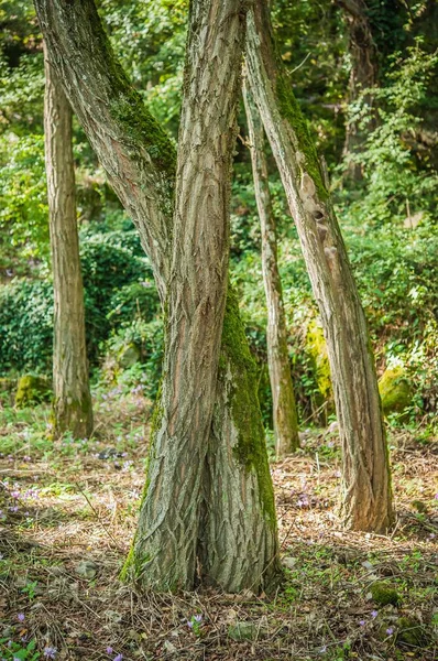 Vista Troncos Árboles Bosque Verde — Foto de Stock