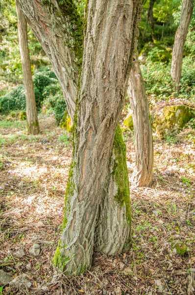의나무 줄기들의 — 스톡 사진