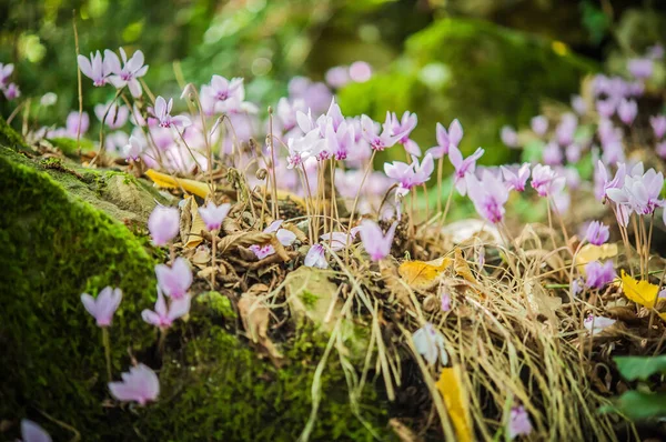 Floración Primaveral Ciclamens Primer Plano —  Fotos de Stock