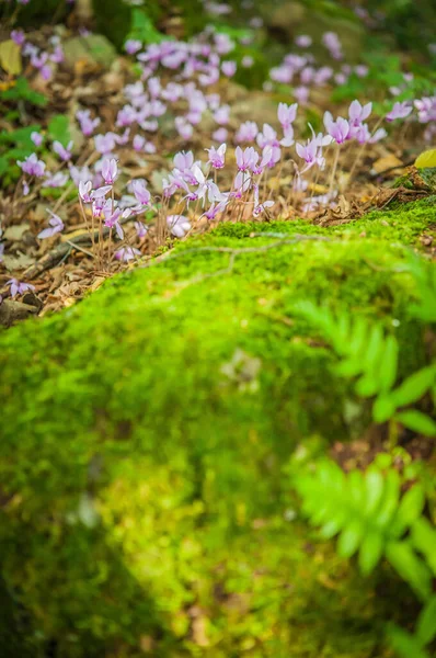 Весеннее Цветение Циклонов Зеленом Лесу — стоковое фото