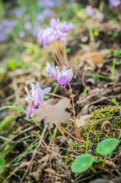 Frühjahrsblüte Der Cyclamen Nahaufnahme — Stockfoto