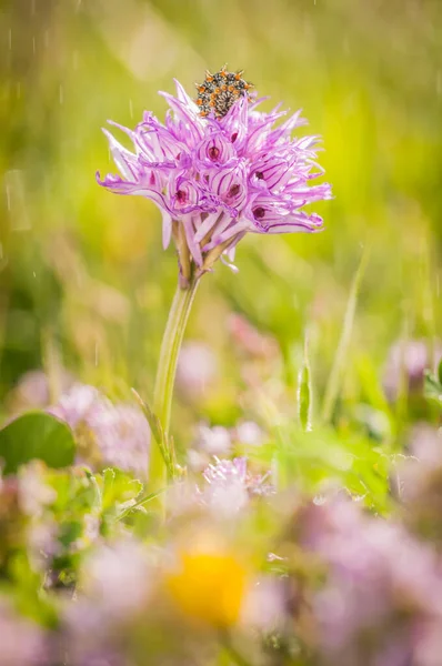 Lagarta Flor Enquanto Chove Primavera — Fotografia de Stock