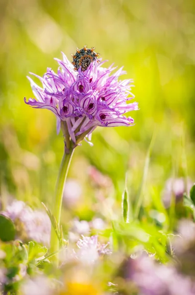Zbliżenie Widok Gąsienicy Kwiat Storczyka Łące — Zdjęcie stockowe