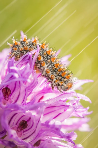 Caterpillar Flower While Raining Spring — Stock Photo, Image