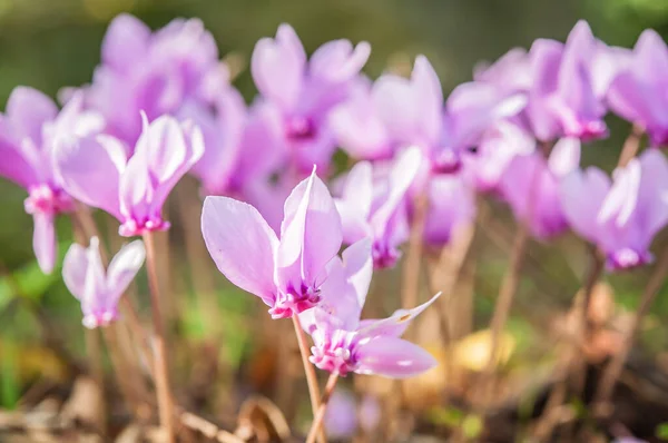 サイクロンの春の開花が終わり — ストック写真