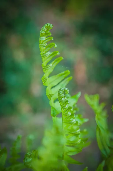 绿色蕨叶 背景模糊 — 图库照片