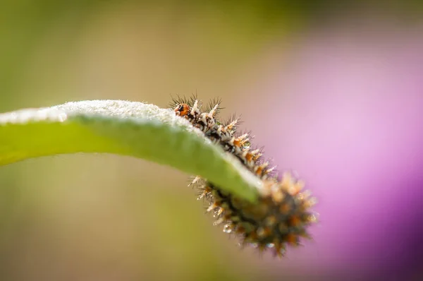 Close Shot Caterpillar Green Leaf Spring — Stock Photo, Image