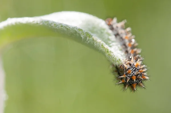 Close Shot Caterpillar Green Leaf Spring — Stok Foto
