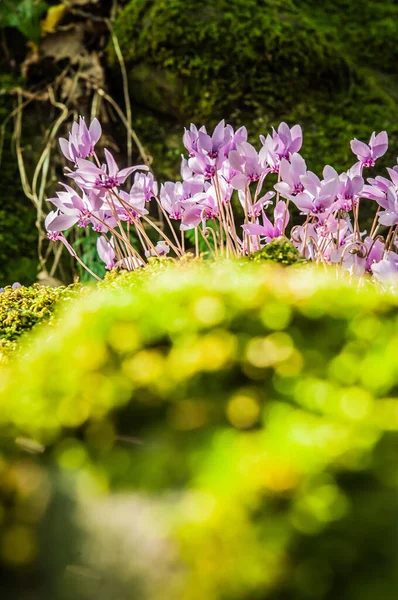 Spring Flowering Cyclamens Close — Stock Photo, Image