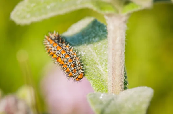 Caterpillar Green Plant Meadow — Stock Photo, Image