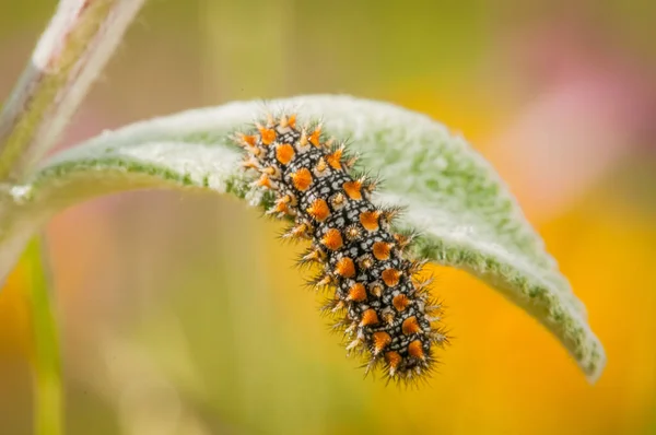 Close Shot Caterpillar Green Leaf Spring — Stok Foto