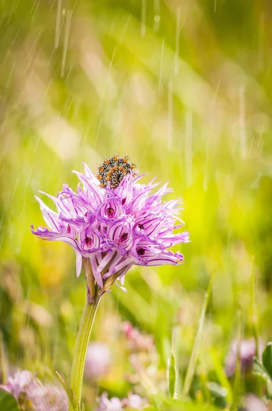 春に雨が降る中花の上の毛虫 — ストック写真