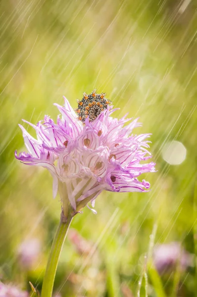caterpillar on the flower while raining at spring