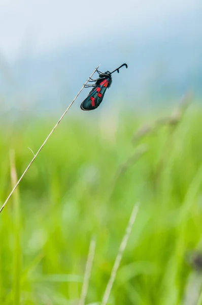 Бабочка Прикрепленная Травинке Весной — стоковое фото