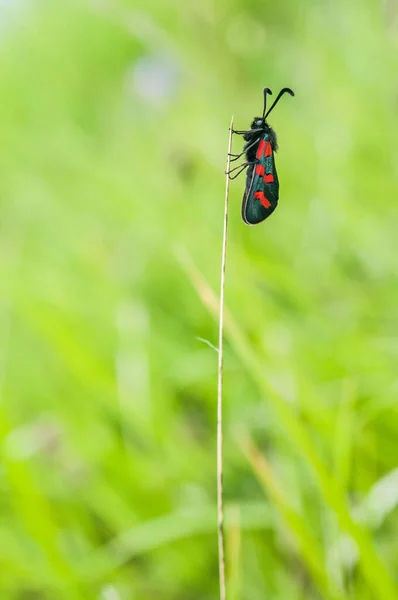 Motyl Przymocowany Wiosną Źdźbła Trawy — Zdjęcie stockowe