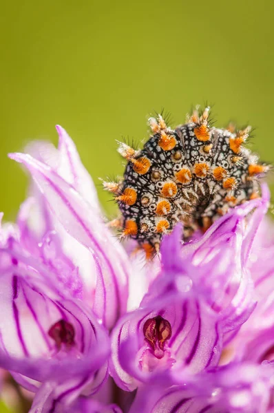 ランの花の上の毛虫は — ストック写真