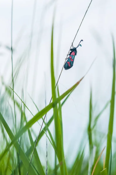 Vlinder Bevestigd Aan Een Grassprietje Het Voorjaar — Stockfoto