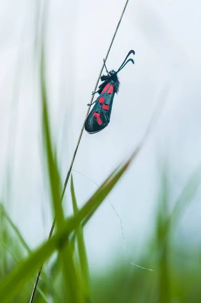 春に草の刃に蝶を付け — ストック写真