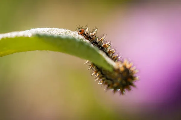 Close Shot Caterpillar Green Leaf Spring — Stock Photo, Image