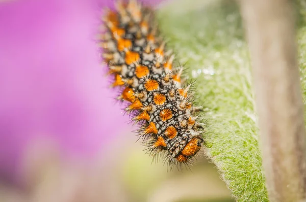 Nahaufnahme Von Raupe Auf Grünem Blatt Frühling — Stockfoto