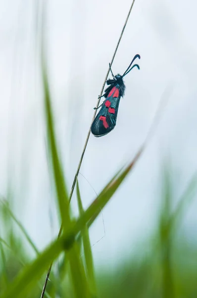 春に草の刃に蝶を付け — ストック写真