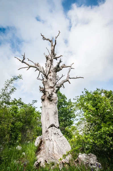 Torrt Träd Bland Grönt Himlen Bakgrund — Stockfoto