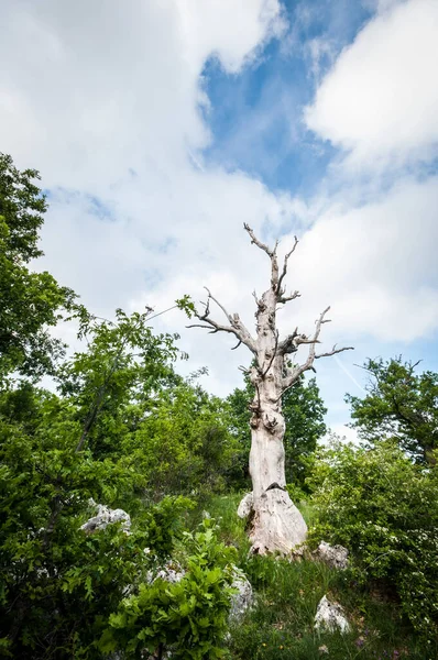 Ξηρό Δέντρο Μεταξύ Πράσινο Στο Φόντο Του Ουρανού — Φωτογραφία Αρχείου
