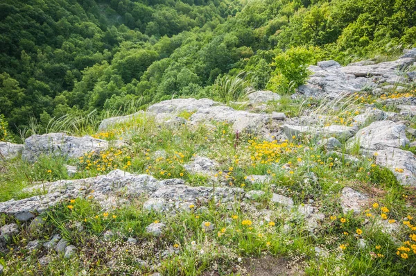 Hory Jaře Žluté Květy Louce — Stock fotografie