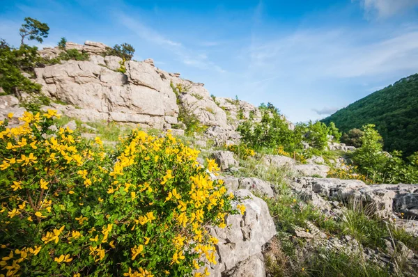 Montaña Primavera Flores Amarillas Prado — Foto de Stock