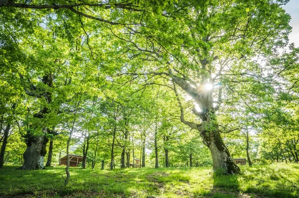 Зелений Ліс Сонячному Світлі Навесні — стокове фото