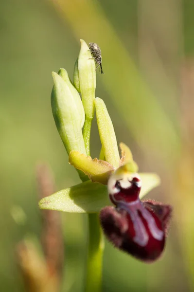 Blooming Orchids Spring Ophrys Passionis Pseudoatrata — Stock Photo, Image