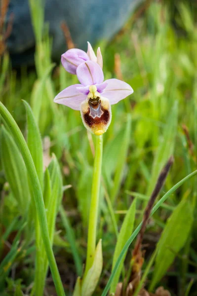Blooming Orchids Spring Ophrys Tenthredinifera Neglecta — Stock Photo, Image