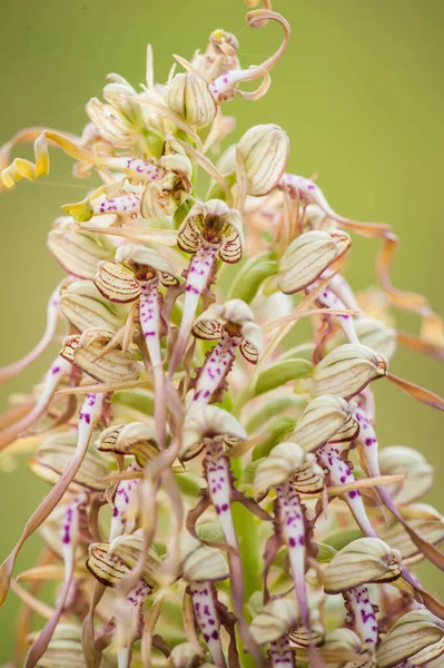 Blooming Orchids Himantoglossum Adriaticum Spring — Stock Photo, Image