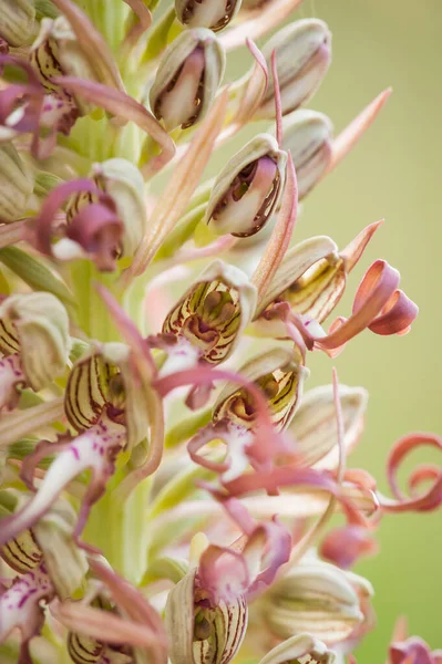 Orquídeas Flor Himantoglossum Adriaticum Primavera — Fotografia de Stock