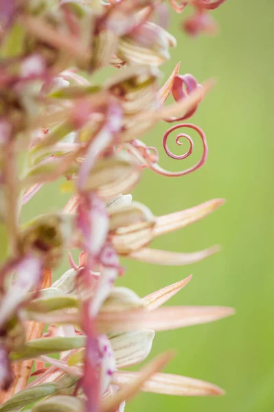 Blooming Orchids Himantoglossum Adriaticum Spring — Stock Photo, Image