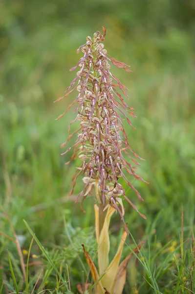 stock image blooming orchids Himantoglossum adriaticum at spring