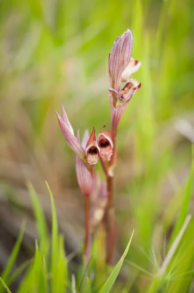 Blooming Orchids Spring Ophrys Italica — Stock Photo, Image