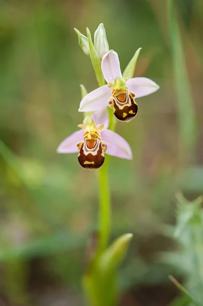 Floraison Ophrys Apifera Printemps — Photo