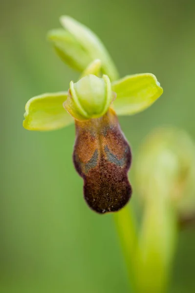 Blütezeit Von Ophrys Fusca Frühling — Stockfoto